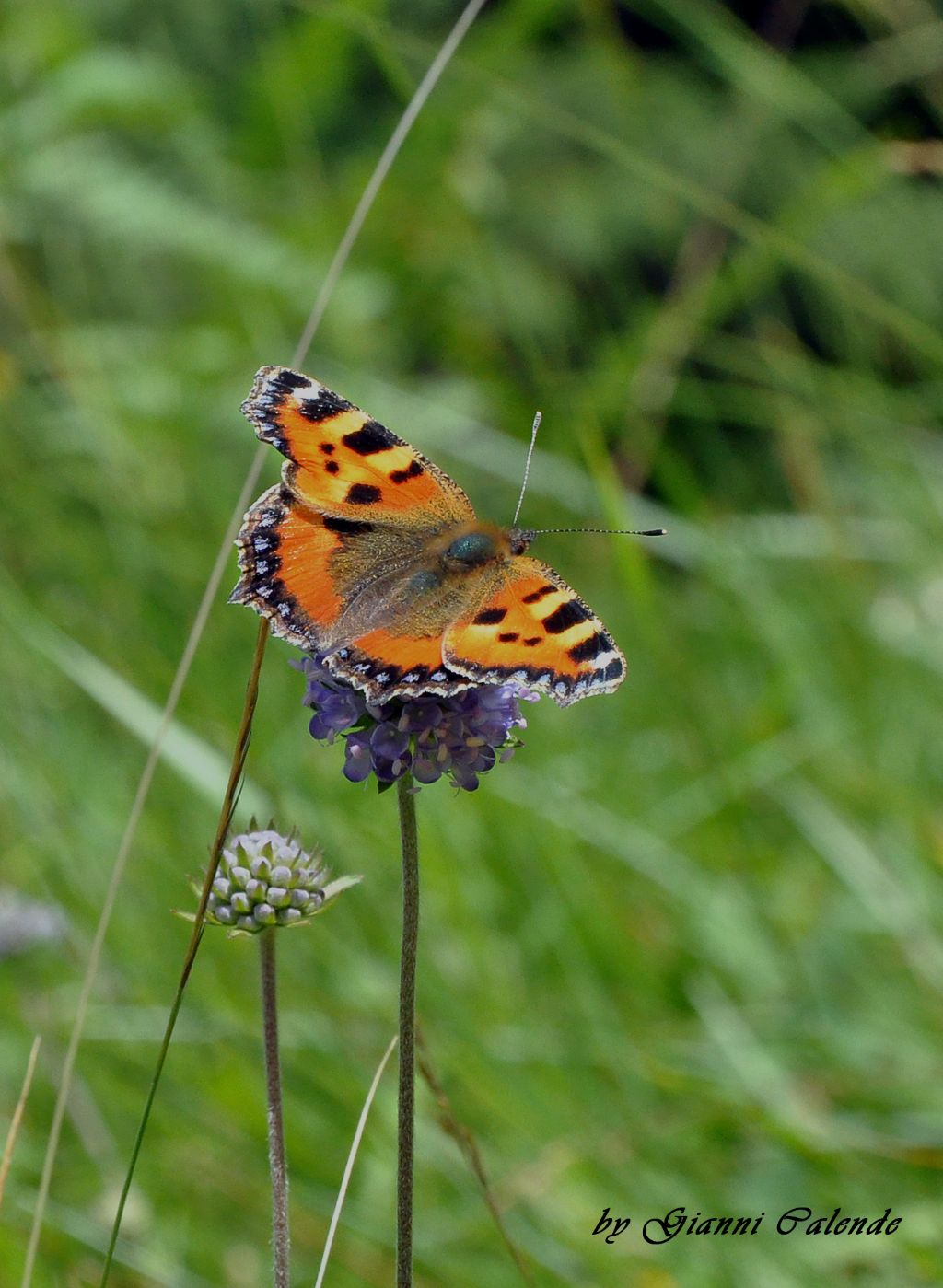 Aglais urticae?